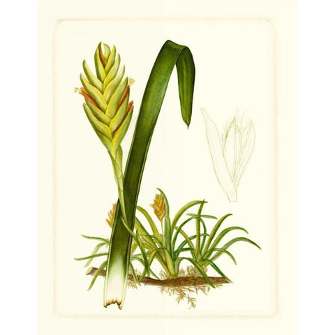 Exotic Flora IV White Modern Wood Framed Art Print by Vision Studio