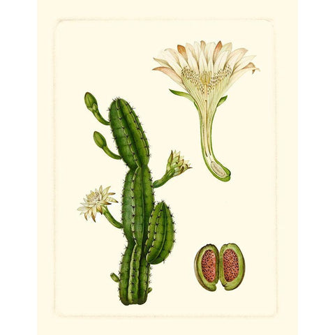 Exotic Flora V Gold Ornate Wood Framed Art Print with Double Matting by Vision Studio