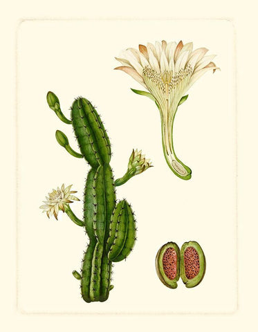 Exotic Flora V White Modern Wood Framed Art Print with Double Matting by Vision Studio