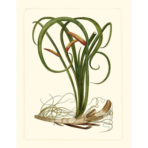 Exotic Flora VI Black Modern Wood Framed Art Print with Double Matting by Vision Studio