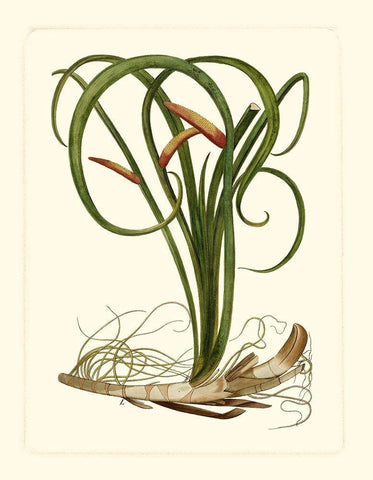 Exotic Flora VI Black Ornate Wood Framed Art Print with Double Matting by Vision Studio