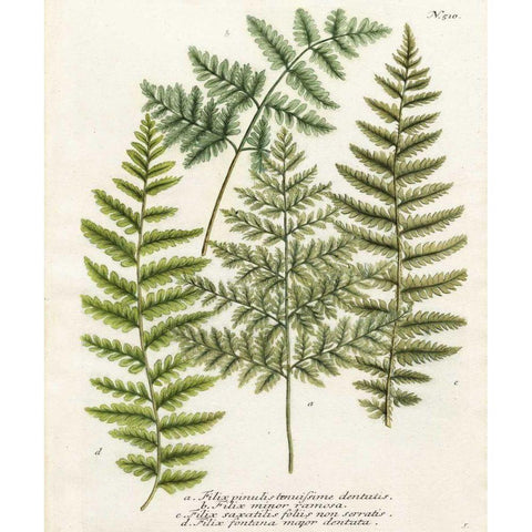 Fern Gathering I White Modern Wood Framed Art Print by Weinmann