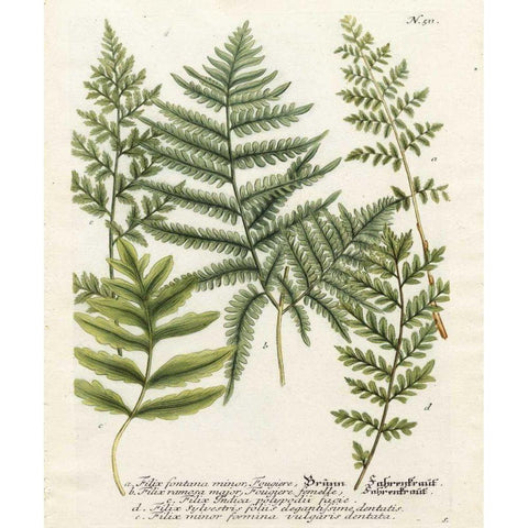 Fern Gathering II Black Modern Wood Framed Art Print by Weinmann