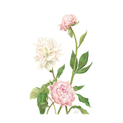 Peony I Black Modern Wood Framed Art Print with Double Matting by Shirley, Pamela