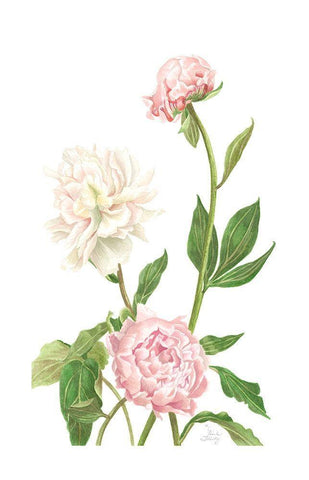 Peony I Black Ornate Wood Framed Art Print with Double Matting by Shirley, Pamela