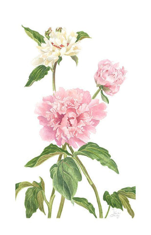 Peony II White Modern Wood Framed Art Print with Double Matting by Shirley, Pamela