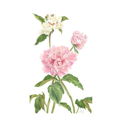 Peony II White Modern Wood Framed Art Print by Shirley, Pamela