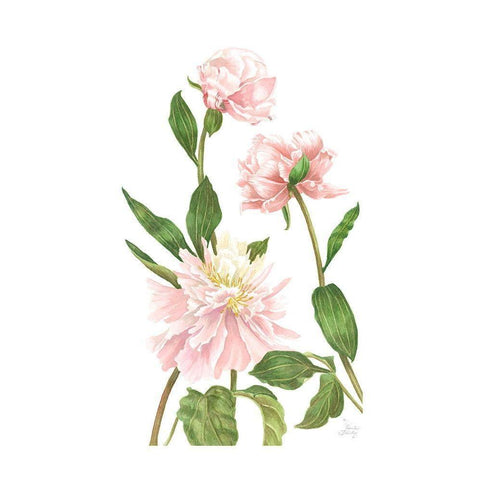 Peony III Gold Ornate Wood Framed Art Print with Double Matting by Shirley, Pamela