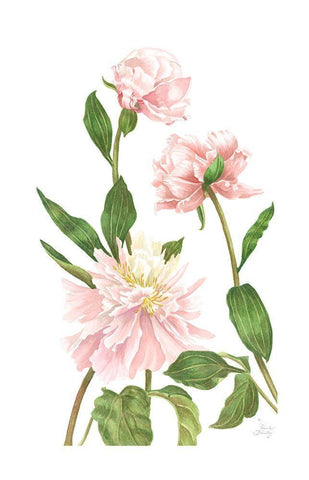 Peony III White Modern Wood Framed Art Print with Double Matting by Shirley, Pamela