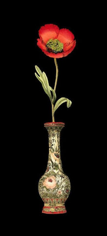 Poppy Magic I White Modern Wood Framed Art Print with Double Matting by Vision Studio