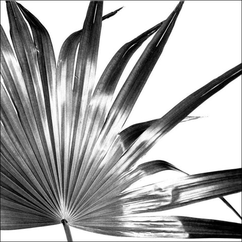 Black and White Palm I White Modern Wood Framed Art Print with Double Matting by Johnson, Jason