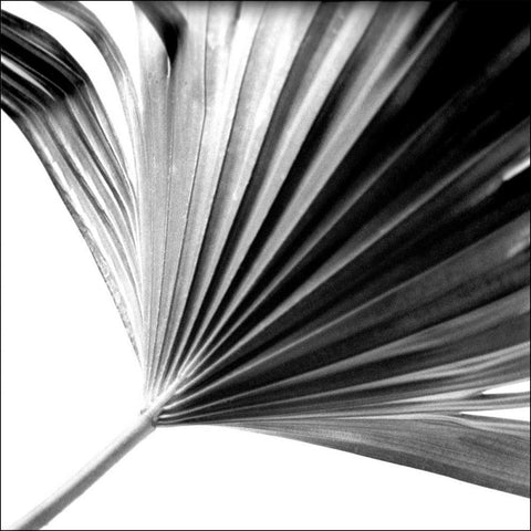 Black and White Palm II Black Modern Wood Framed Art Print with Double Matting by Johnson, Jason