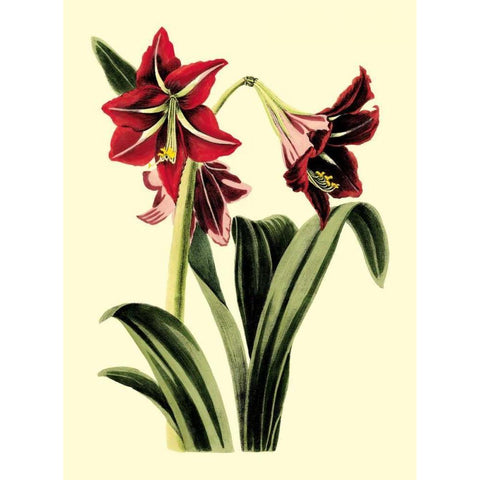 Royal Botanical Study I Black Modern Wood Framed Art Print by Cotton, B