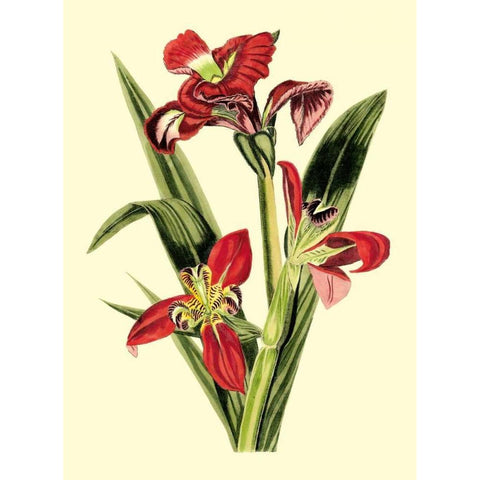 Royal Botanical Study II White Modern Wood Framed Art Print by Cotton, B