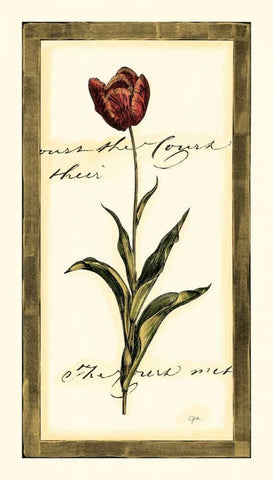 Jens Tulip I Black Ornate Wood Framed Art Print with Double Matting by Vision Studio