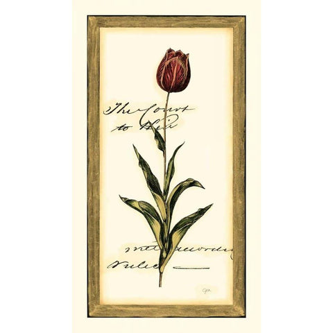 Jens Tulip II White Modern Wood Framed Art Print by Vision Studio