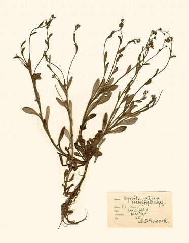 Pressed Flower Study II Black Ornate Wood Framed Art Print with Double Matting by Vision Studio