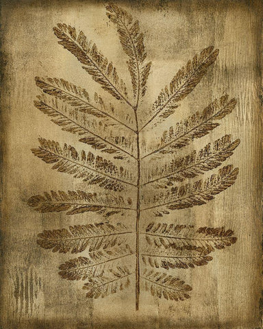 Sepia Drenched Fern I White Modern Wood Framed Art Print with Double Matting by Slocum, Nancy