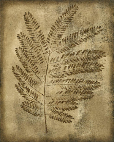 Sepia Drenched Fern II Black Ornate Wood Framed Art Print with Double Matting by Slocum, Nancy