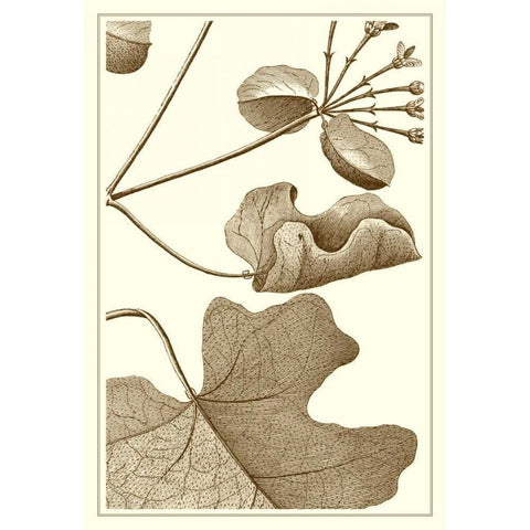 Cropped Sepia Botanical I White Modern Wood Framed Art Print by Vision Studio