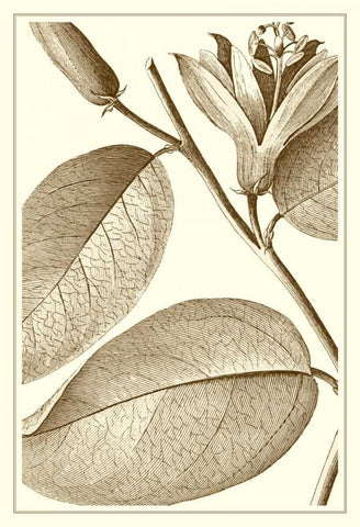 Cropped Sepia Botanical II Black Ornate Wood Framed Art Print with Double Matting by Vision Studio