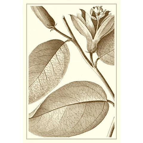 Cropped Sepia Botanical II White Modern Wood Framed Art Print by Vision Studio