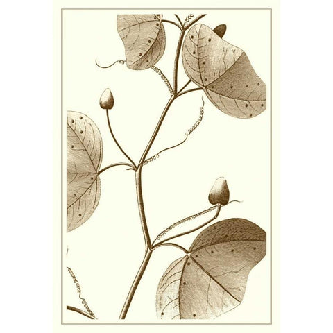 Cropped Sepia Botanical IV Gold Ornate Wood Framed Art Print with Double Matting by Vision Studio