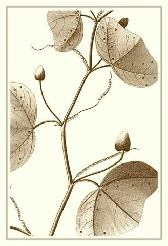 Cropped Sepia Botanical IV Black Ornate Wood Framed Art Print with Double Matting by Vision Studio