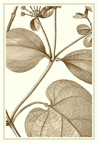 Cropped Sepia Botanical V White Modern Wood Framed Art Print with Double Matting by Vision Studio