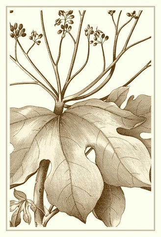 Cropped Sepia Botanical VI White Modern Wood Framed Art Print with Double Matting by Vision Studio