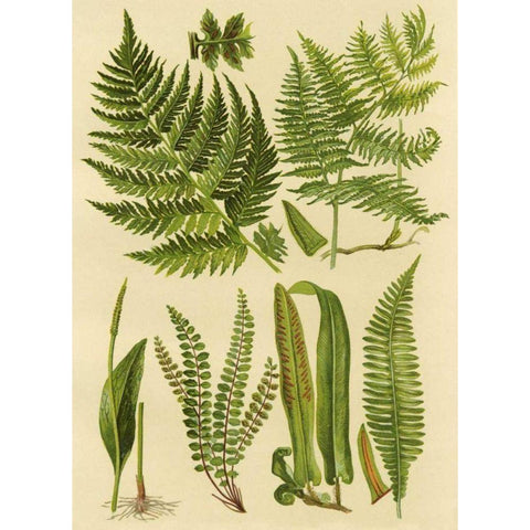 Fern Collection I Black Modern Wood Framed Art Print by Vision Studio