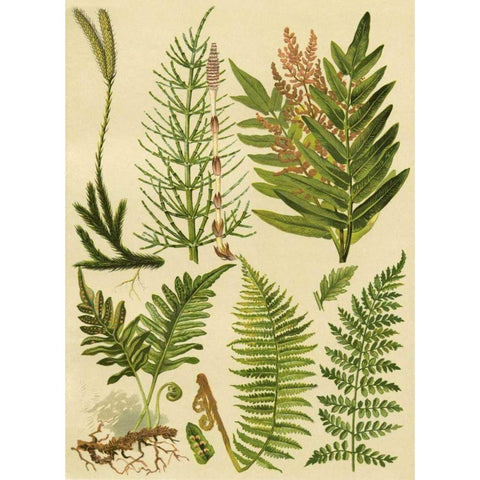 Fern Collection II Gold Ornate Wood Framed Art Print with Double Matting by Vision Studio