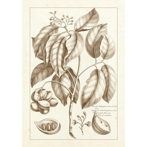 Sepia Buchoz Exotics II Black Modern Wood Framed Art Print with Double Matting by Buchoz, Pierre Josep