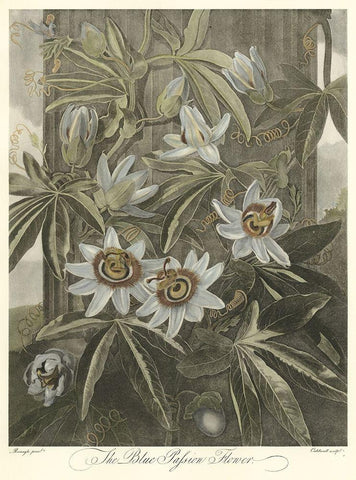Blue Passionflower (A) Black Ornate Wood Framed Art Print with Double Matting by Thornton, Robert J.
