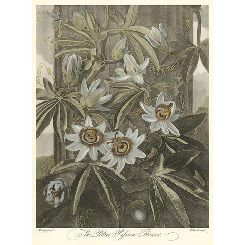 Blue Passionflower (A) Black Modern Wood Framed Art Print by Thornton, Robert J.