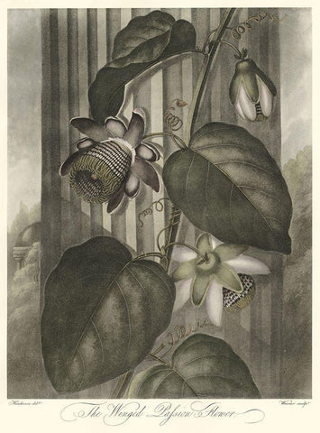 Winged Passionflower (A) White Modern Wood Framed Art Print with Double Matting by Thornton, Robert J.