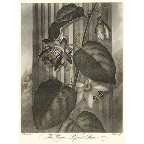 Winged Passionflower (A) White Modern Wood Framed Art Print by Thornton, Robert J.