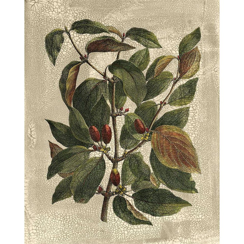 Deshayes Tree II Black Modern Wood Framed Art Print with Double Matting by Deshayes, Gerard Paul