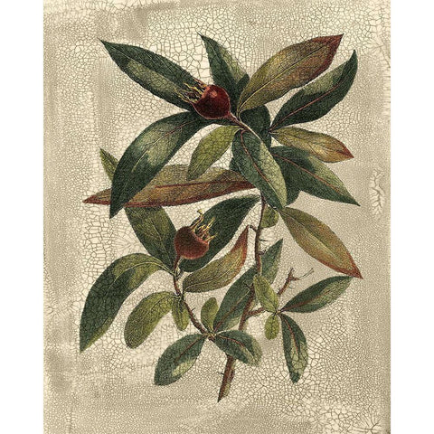Deshayes Tree III Gold Ornate Wood Framed Art Print with Double Matting by Deshayes, Gerard Paul