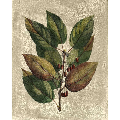 Deshayes Tree IV Black Modern Wood Framed Art Print by Deshayes, Gerard Paul