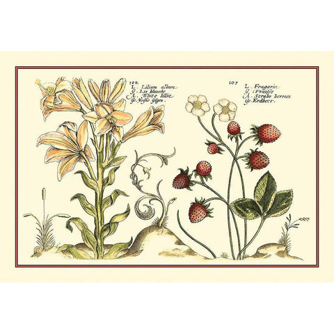 Garden Botanica I Gold Ornate Wood Framed Art Print with Double Matting by Vision Studio