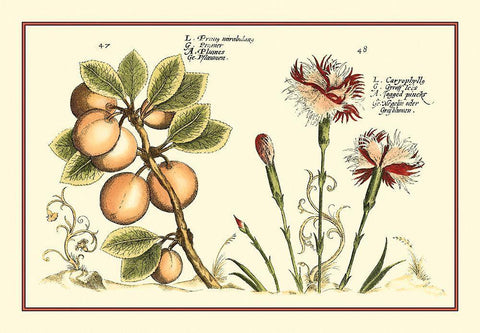 Garden Botanica II Black Ornate Wood Framed Art Print with Double Matting by Vision Studio