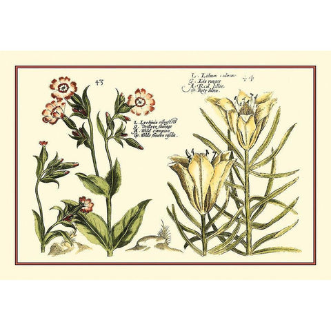 Garden Botanica III Gold Ornate Wood Framed Art Print with Double Matting by Vision Studio