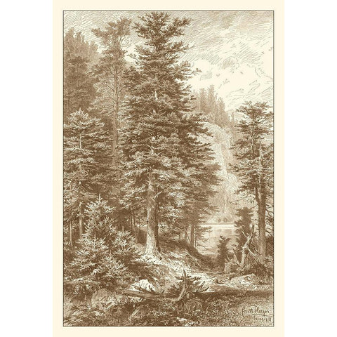 Sepia Noble Fir Black Modern Wood Framed Art Print with Double Matting by Heyn, Ernst