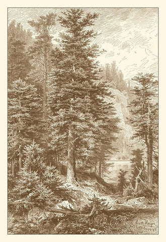 Sepia Noble Fir White Modern Wood Framed Art Print with Double Matting by Heyn, Ernst