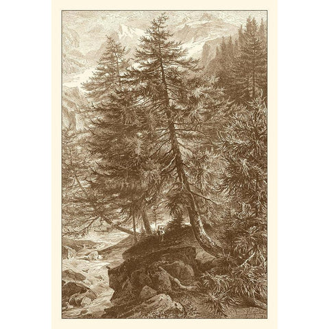 Sepia Larch Tree Gold Ornate Wood Framed Art Print with Double Matting by Heyn, Ernst