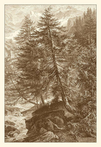 Sepia Larch Tree Black Ornate Wood Framed Art Print with Double Matting by Heyn, Ernst