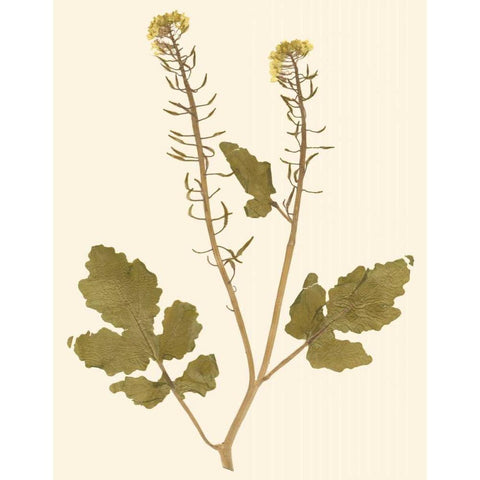 Pressed Botanical I White Modern Wood Framed Art Print by Vision Studio