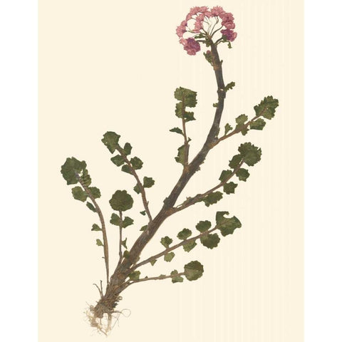 Pressed Botanical II White Modern Wood Framed Art Print by Vision Studio