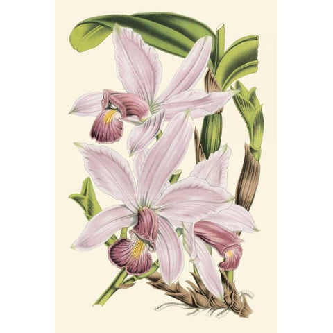 Delicate Orchid I Gold Ornate Wood Framed Art Print with Double Matting by Vision Studio